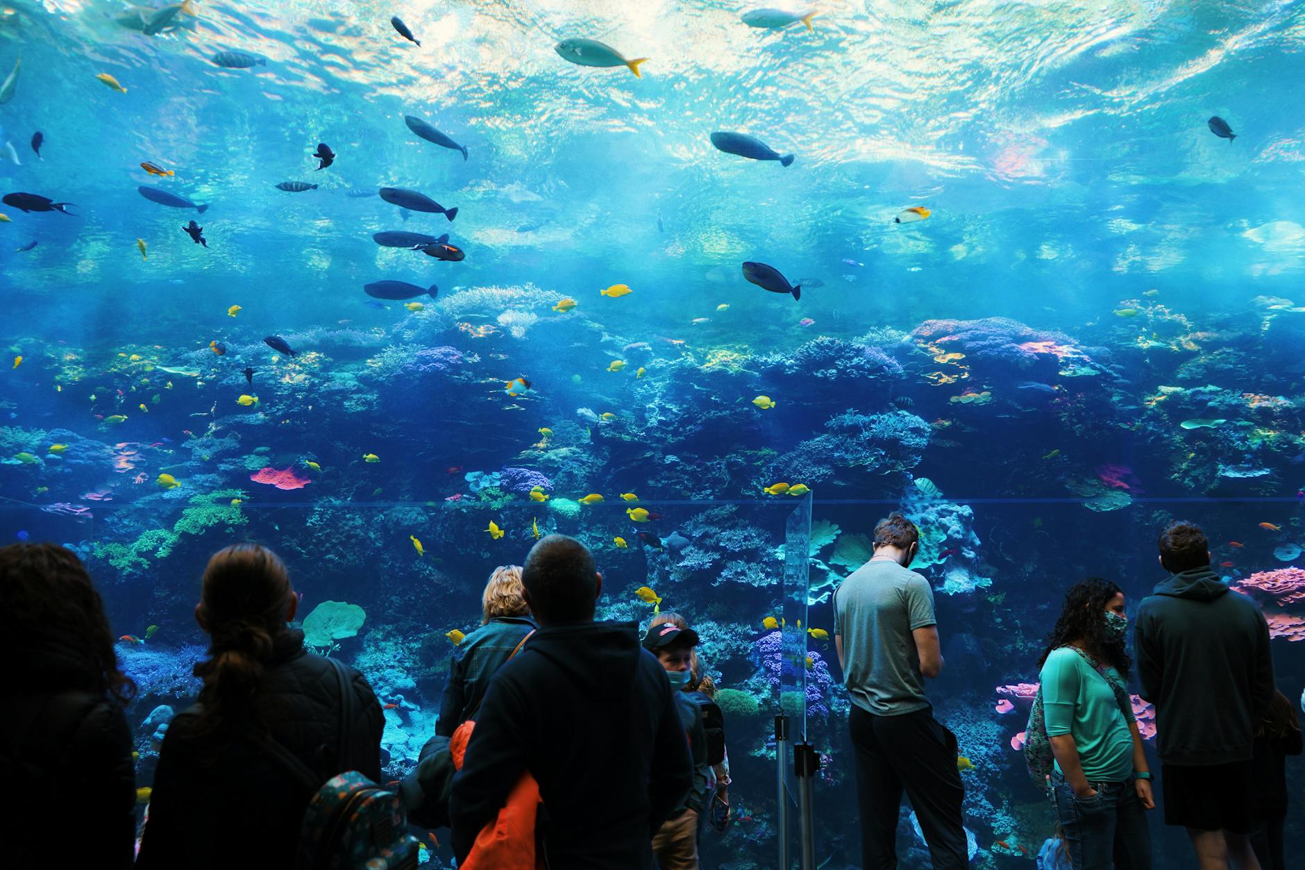 People enjoying the vibrant underwater world at an aquarium. Fish swim amidst colorful coral reefs.